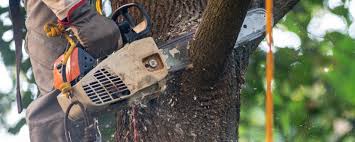 Best Firewood Processing and Delivery  in Navy, VA