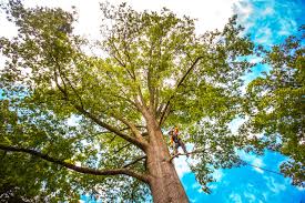 Best Utility Line Clearance  in Navy, VA