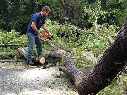 Best Lawn Maintenance Plans  in Navy, VA