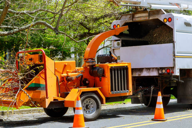  Navy, VA Tree Removal Pros